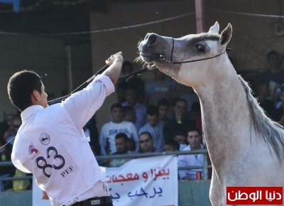 شاهد الصور : اختتام مسابقة جمال الخيول العربية الاصيلة في اريحا