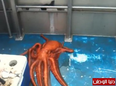 شاهد ماذا حدث بعد صيد اخطبوط علي إحدى السفن