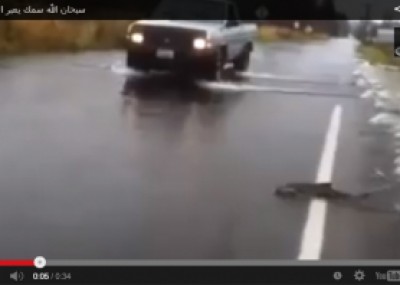 بالفيديو: العديد من الأسماك تتخطى طريق سريع للسيارات