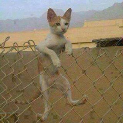 صورة وتعليق