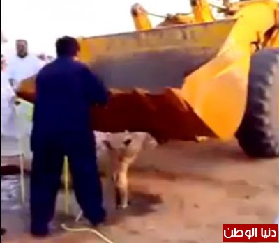 بالفيديو ..عملية انقاذ فاشلة لـ"جمل" غرق في بركة مياه بالسعودية