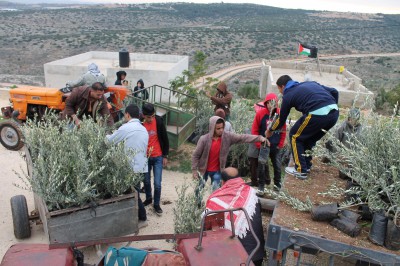 الإغاثة الزراعية الفلسطينية في محافظة طوباس تباشر حملة ميدانية للزراعة وتوزيع اشتال الزيتون والوزيات المثمرة