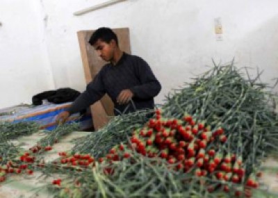 غزة تصدر آلاف الزهور إلى أوروبا قبل عيد الحب