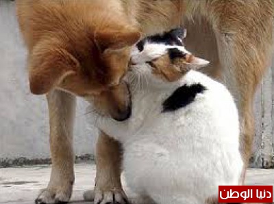 صورة وتعليق