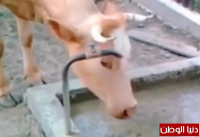 بقرة تفتح صنبور الماء لتشرب