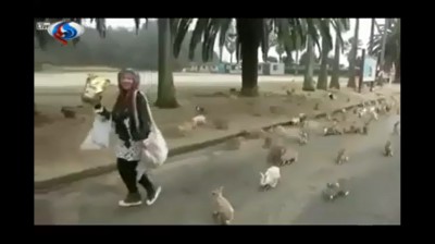 فيديو: هجوم ارانب جائعه على سيدة تحمل طعام