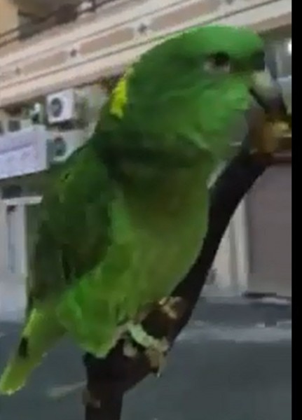 ببغاء يصلي على النبي محمد
