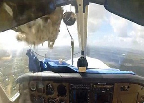 طائر يهشّم قمرة قيادة طائرة أميركية