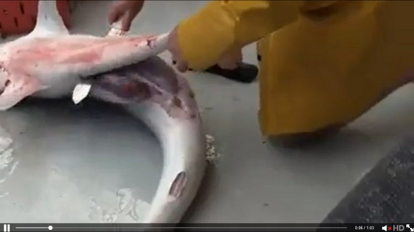 فيديو.. أسماك صغيرة تقفز من بطن سمكة قرش أثناء تنظيفها