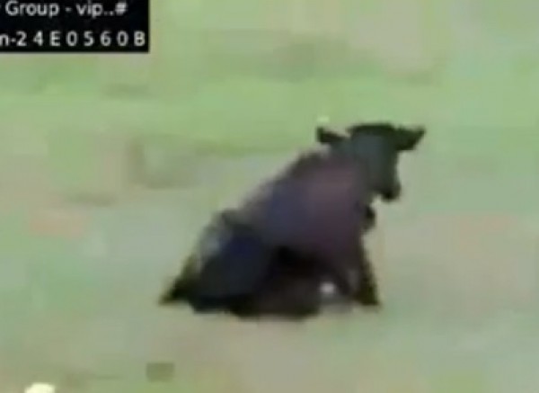 خليجي يُخيف "بقرة"
