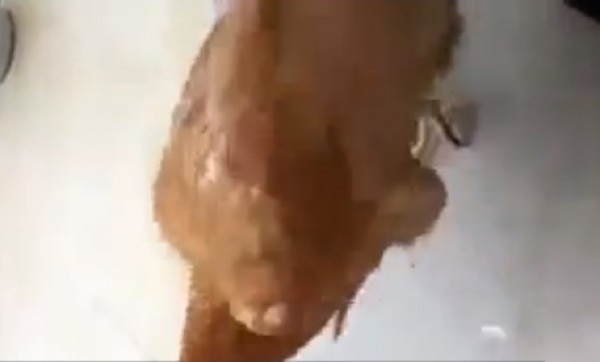 ماذا يحصل للدجاجة بعد التكبير عليها ؟