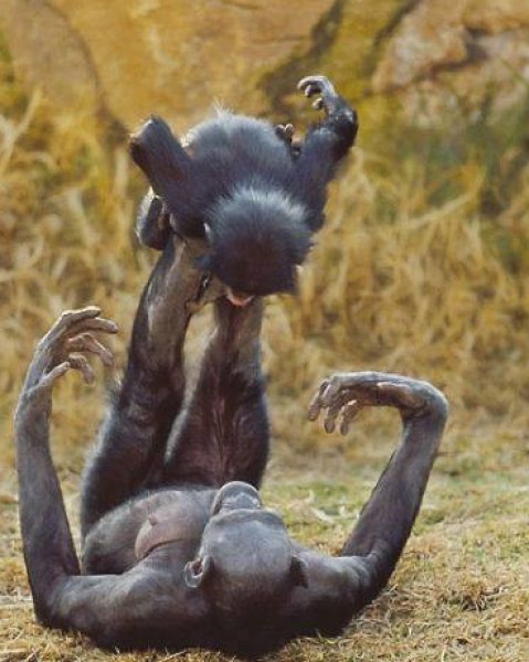 صورة وتعليق