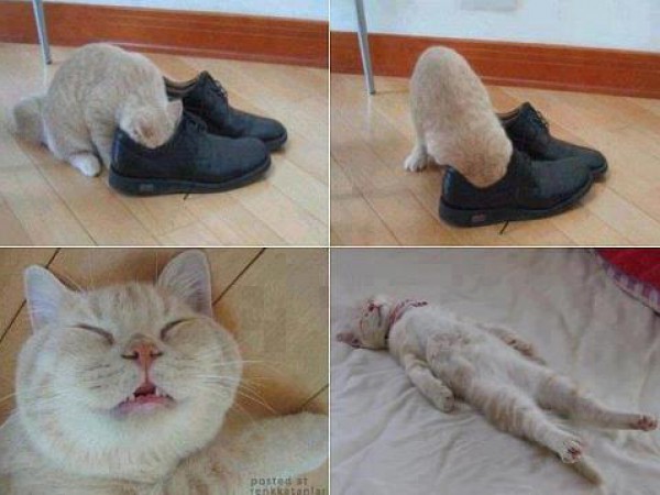 صورة وتعليق