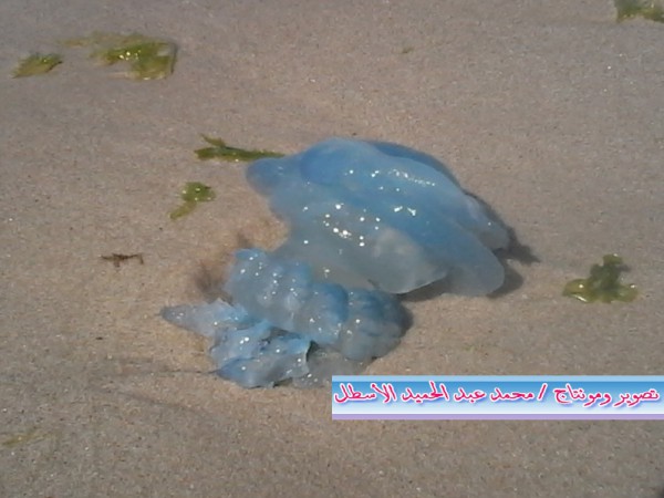 صور.. بعد القناديل وردية اللون .. قناديل البحر "الزرقاء" على شاطئ بحر خان يونس