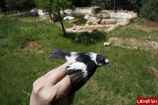 صور: اكتشاف طائر نادر في فلسطين .. "خاطف الذباب المُطوّق"
