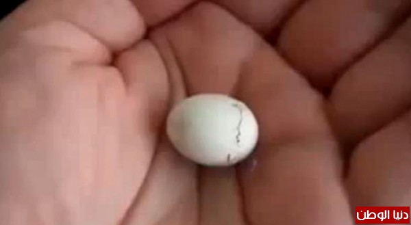 لحظة خروج طائر من بيضة