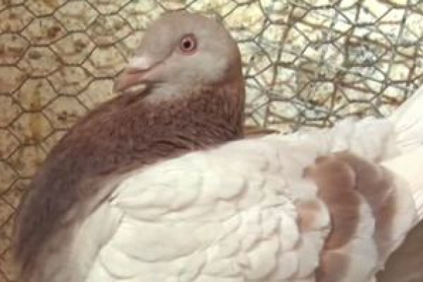سعودي يبكي طيورا ماتت في محبسها