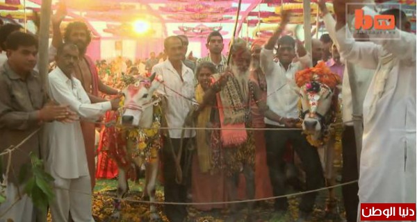 5000 شخص يحضرون زفاف بقرة في الهند