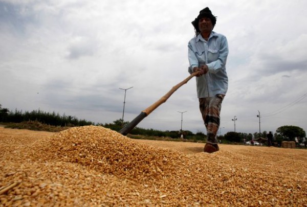 مرض فطري يهدد محاصيل القمح حول العالم