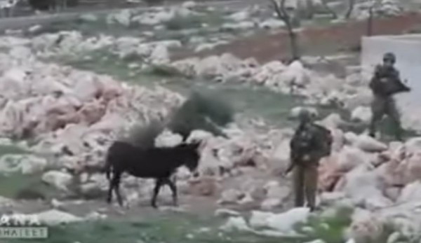 هروب الجندي الإسرائيلي من حمار