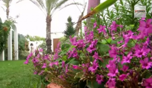 فيديو.. سيدة غزية تحول المخلفات إلى حديقة جذابة مليئة بالزهور