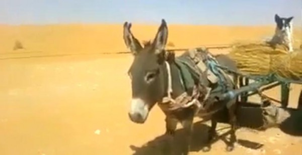 الحمار الذكي