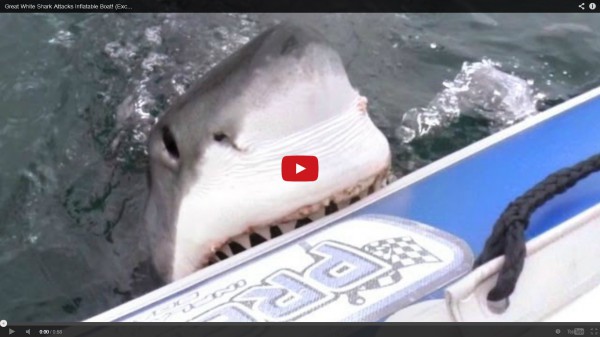 شاهد.. لحظة مروعة لقرش يهاجم قارباً