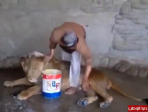 يمني يقوم بغسل أسد