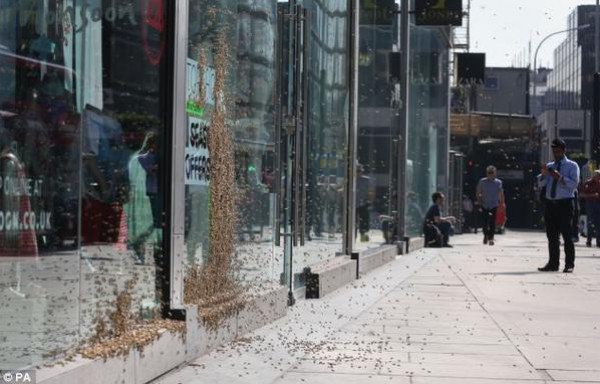بالفيديو:عشرات الآلاف من أسراب النحل تغزو العاصمة البريطانية لندن