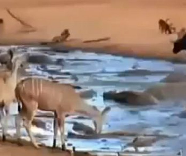 قرد ينقذ صغيره من فك تمساح
