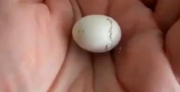 فيديو لبيضة أثناء عملية الفقس