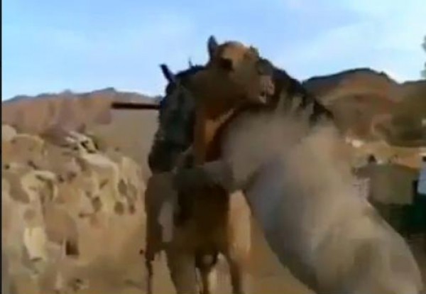عاشا في نفس الحظيرة وانفصلا .. فيديو رائع : "حصان" يقابل "جمل" لم يشاهده منذ فترة طويلة