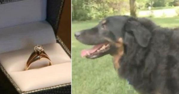 سعال كلب يحل لغز اختفاء خاتم زواج بعد 5 سنوات!