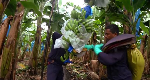 حصاد الموز في كوستاريكا الدولة التي لا جيش فيها