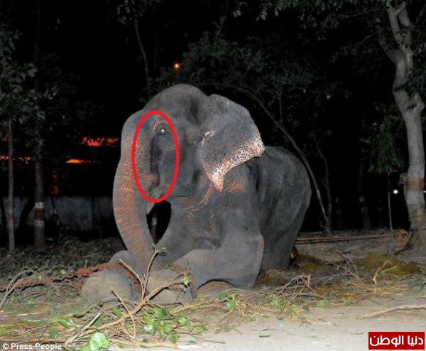 بالصور.. دموع فيل لحظة تحريره بعد 50 عاماً من الأسر والتعذيب!