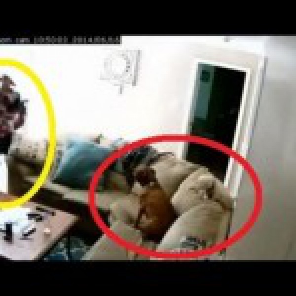 بالفيديو: لصوص يسرقون المنزل وكلاب الحراسة يتفرجون