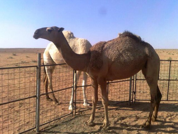 دراسة سعودية تؤكد انتشار "الحمى المجهولة" بين حيوانات المملكة خاصة الإبل