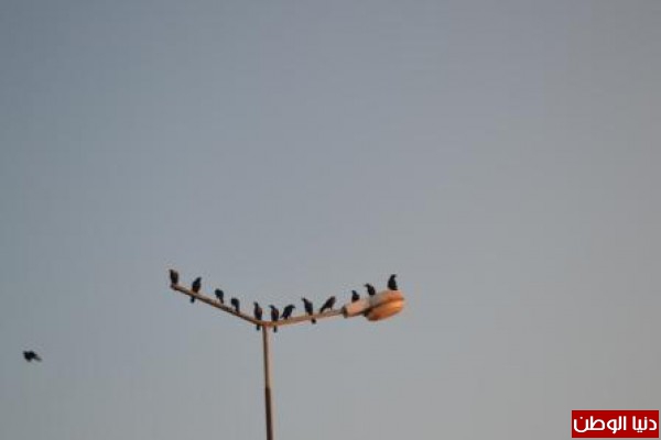 مديرية الزراعة بمحافظة الإسماعيلية تنظم حملة لمكافحة الغربان فجراً