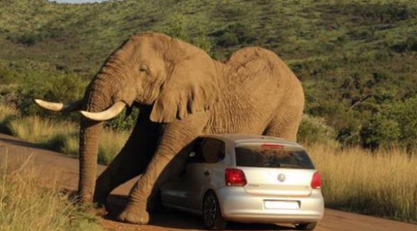 هل شاهدت فيلاً يحك ظهره بسقف سيارة؟