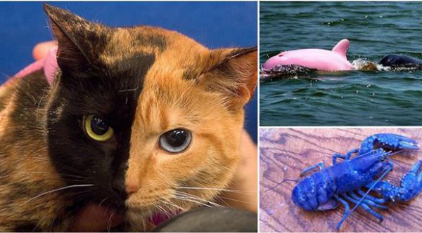 بالصور: حيوانات مألوفة بألوان بالغة الغرابة