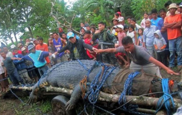 الامساك بتمساح عملاق في الفلبين