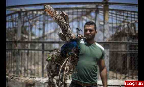 خسائر تقدر بـ300 ألف دولار.. حديقة حيوانات غزة تعاني أيضاً آثار العدوان الإسرائيلي