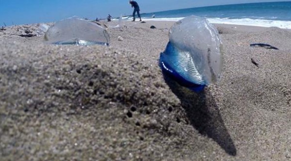 كائنات بحرية غريبة تغزو شواطئ كاليفورنيا