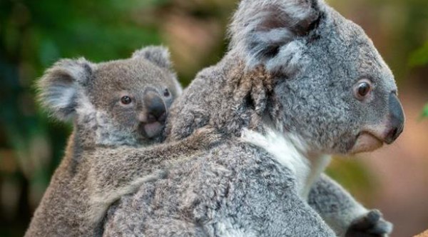 أسترالي ينقذ حيوان كوالا بالتنفس الاصطناعي من الفم إلى الفم
