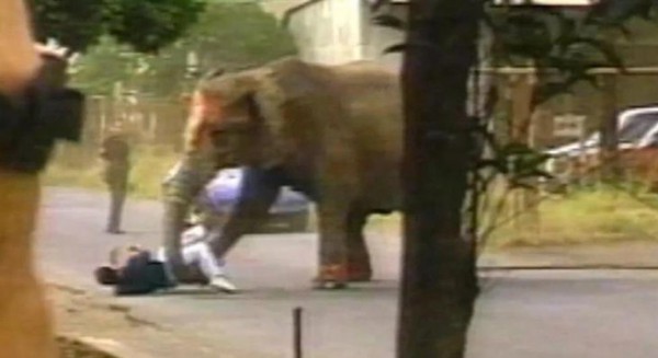 فيديو مروع لفيل يقتل مدربه في السيرك لشدة قسوته وينطلق غاضبا الى الشوارع