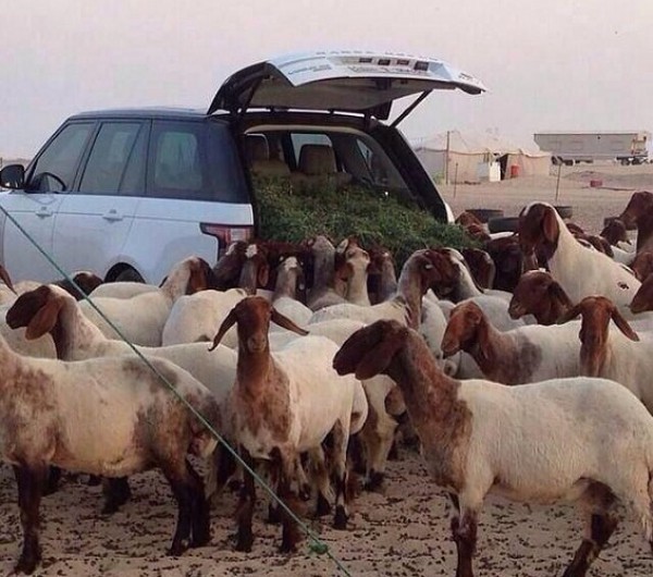 بالفيديو: سعودي يحول سيارته الجديدة إلى مخزن برسيم لأغنامه