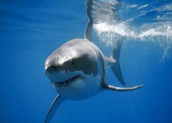 سمكة القرش البيضاء المفترسة يزيد طولها عن عشرة أمتار