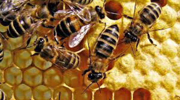 ورشة عمل  تدريبية حول تربية النحل  بالتعاون مع مؤسسة الشرق الادني في نابلس
