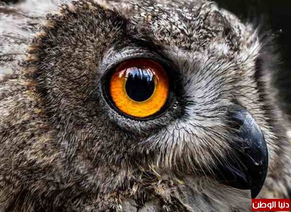صور: أغرب عيون الحيوانات حول العالم