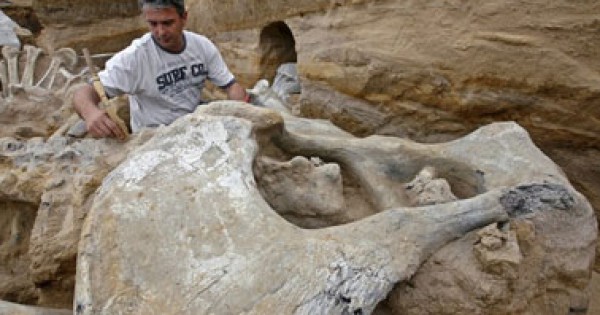 اكتشاف حفريات كائن أسطورى افترس الديناصورات فى صحراء المغرب